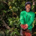 Kebun Kopi Ijen, Warisan yang Terus Menghidupi