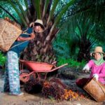 Jaga Keberlanjutan Industri, PTPN Group melalui PalmCo Dampingi Peremajaan 49 Ribu Hektare Kebun Rakyat