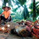 Dukung Akselerasi Target Nasional, PTPN Group melalui PTPN IV PalmCo Konsisten Jalankan Kemitraan Murni dan Serap TBS Program PSR