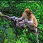 Karhutla Kalsel Ancam Habitat Bekantan, 12 Ekor Dilaporkan Mati