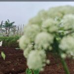 BMKG Ungkap 7.067 Hektare Lahan di Pangkep Terhindar dari Gagal Panen saat El Nino