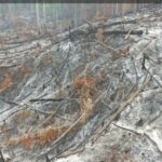 Cegah Karhutla dari Desa, Akademisi Usulkan Peraturan Desa hingga Biopori
