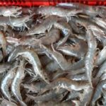 Anggota Komisi IV DPR Pertanyakan Dasar Penyegelan 1.000-an Ton Udang di Jatim