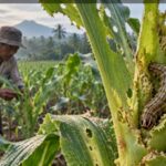 Fall Armyworm, Hama Pendatang yang Menyebar ke 12 Provinsi dalam 4 Bulan