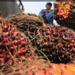Petani Usul 10 Pabrik CPO Koperasi di Tiap Provinsi Sentra Sawit