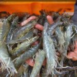 1.048 Ton Udang Impor Diamankan KKP, Dua Perusahaan Pertanyakan Dasar Penyegelan