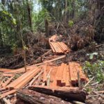 Ilegal Logging Masih Berlangsung, Dugaan Pembiaran Dari Aparat