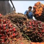 Harga Referensi CPO Oktober Naik 3,44 Persen, Bea Keluar Jadi 178 Dolar AS per Ton