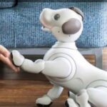 Robot AI di Jepang Makin Beragam, dari Teman Emosional hingga Pendamping Pasien Anak