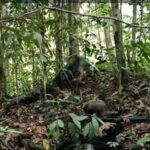 TNI Sebut Tiga Anggota OPM Tewas dalam Kontak Senjata di Maybrat